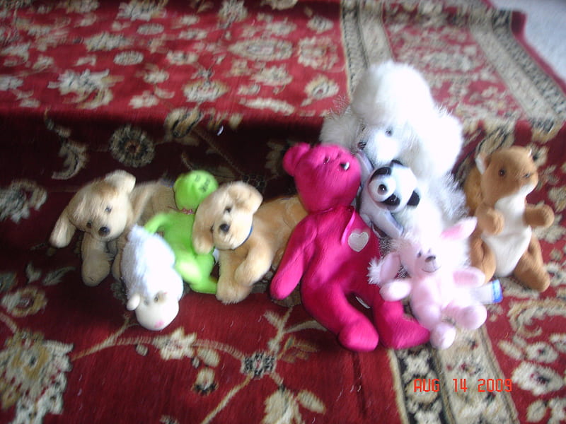 Stuffed Animals, nutella, woosly, doggy, fuzzie, HD wallpaper