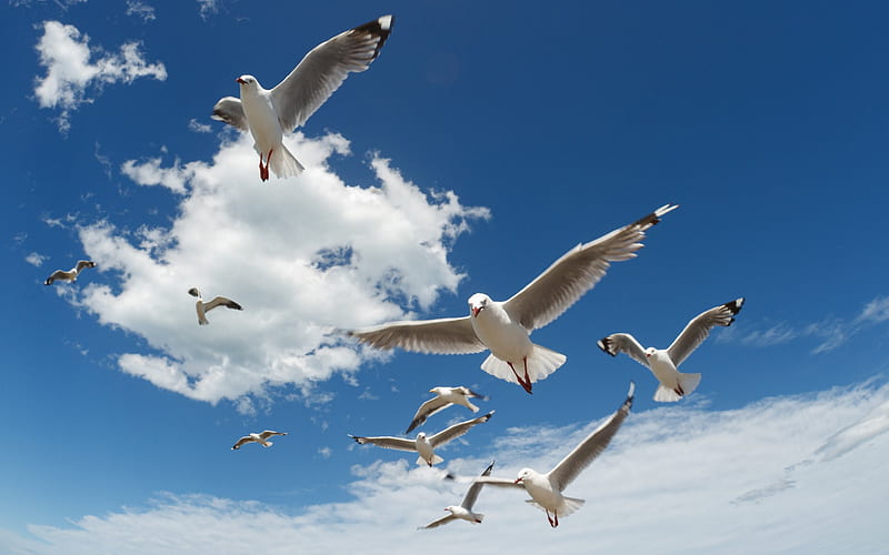 seagulls in the sky, white clouds, seagulls, birds in the sky, sea, HD wallpaper
