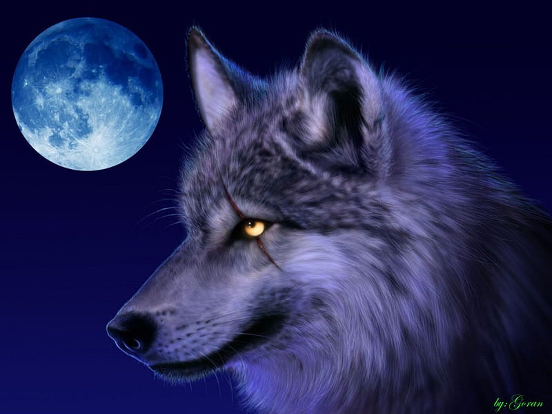 HD wallpaper injured wolf wolf injured