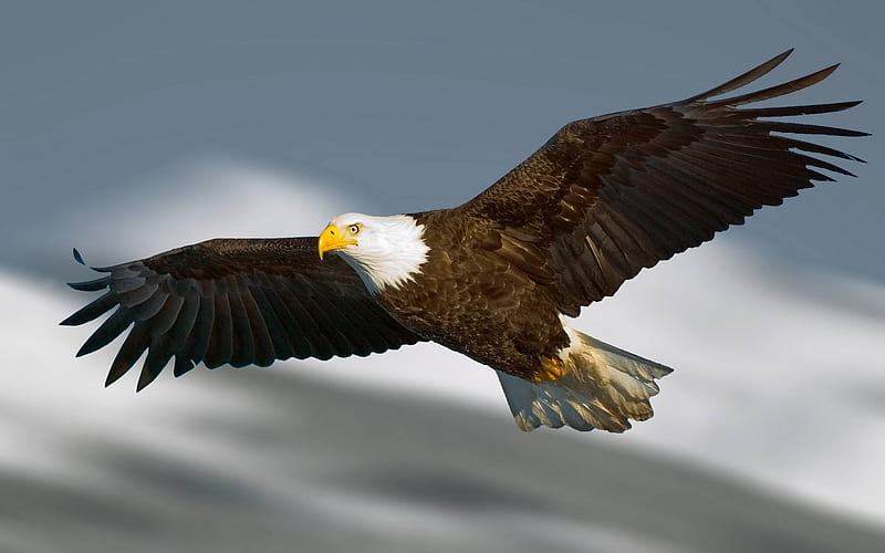 I am !, eagle, sky, bird, flying, HD wallpaper
