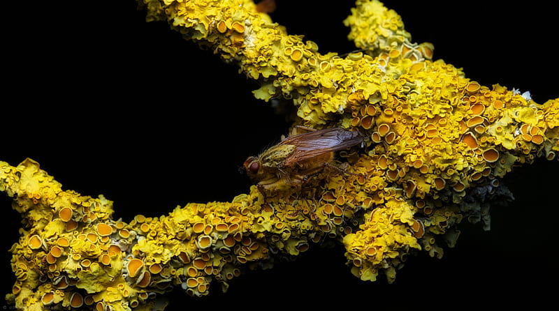 Yellow Fellow, tree, fly, yellow, lichen, branch, HD wallpaper