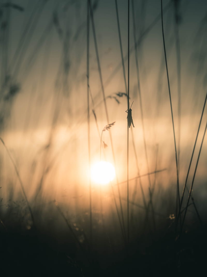 silhouette of grasshopper on grass graphy during golden hour, HD phone wallpaper