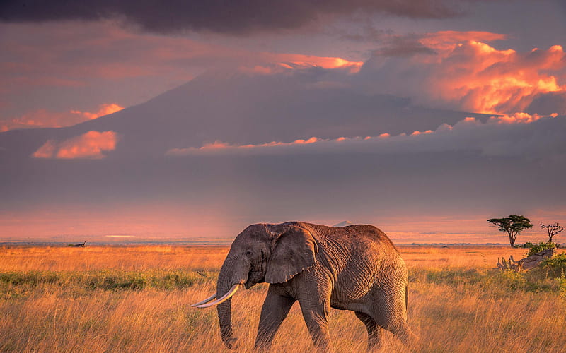 Big Elephant, Sunset, Africa, Wildlife, Mountain Landscape, African Elephant, HD wallpaper