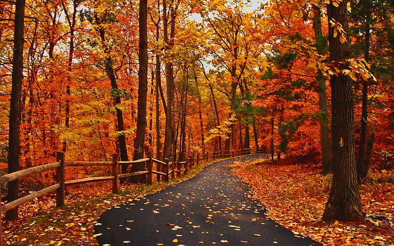 Autumn Road, pretty, grass, orange, nice, splendor, path, beauty, season, lovely, golden, park, trees, cool, great, alley, landscape, fall, fence, autumn, woods, bonito, graphy, leaves, scenery, road, forest, amazing, view, colors, tree, autumn colors, peaceful, r, nature, walk, HD wallpaper