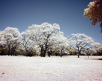 HD jacaranda wallpapers | Peakpx