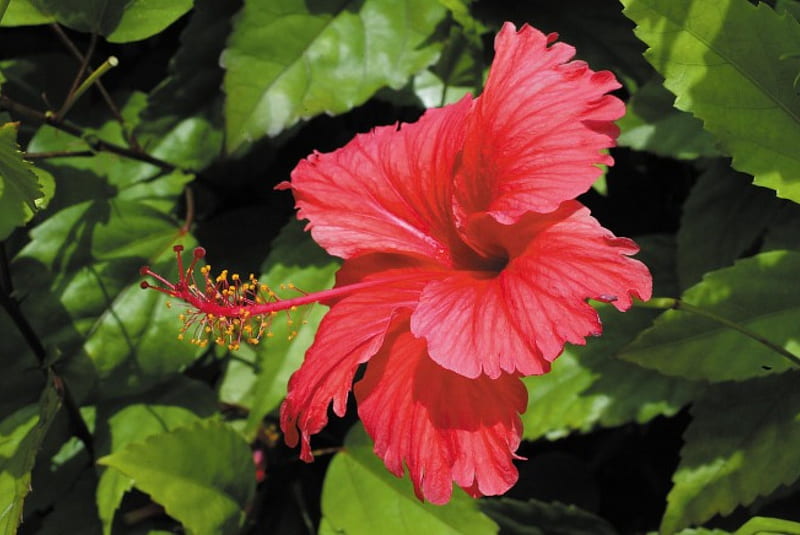 *** Red Hibiscus ***, flower, red, nature, hibiscus, HD wallpaper