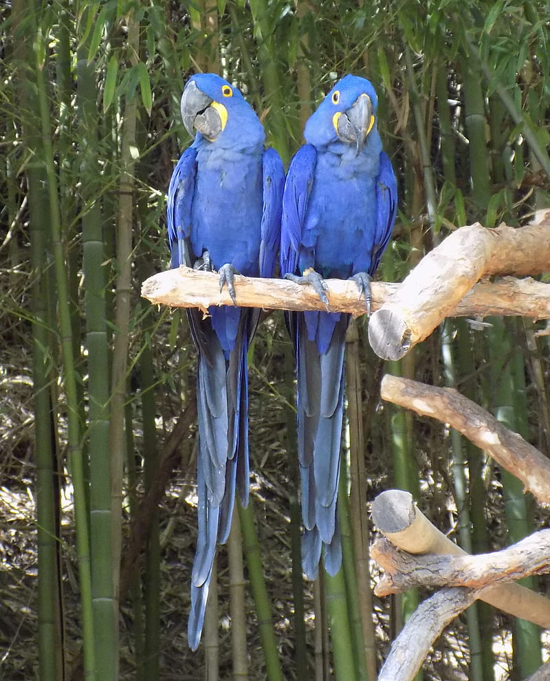 Birds of paradise, parrots, HD phone wallpaper | Peakpx