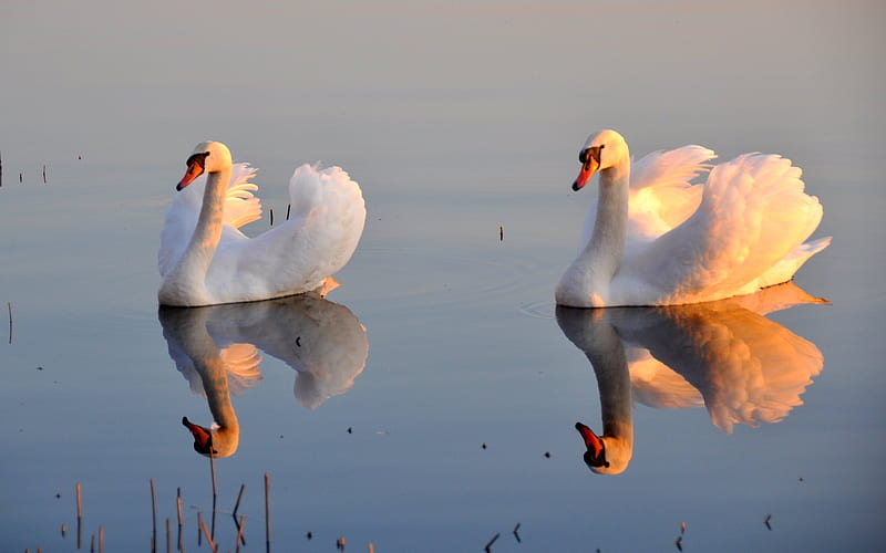 Swans, water, reflection, calm, Latvia, birds, HD wallpaper