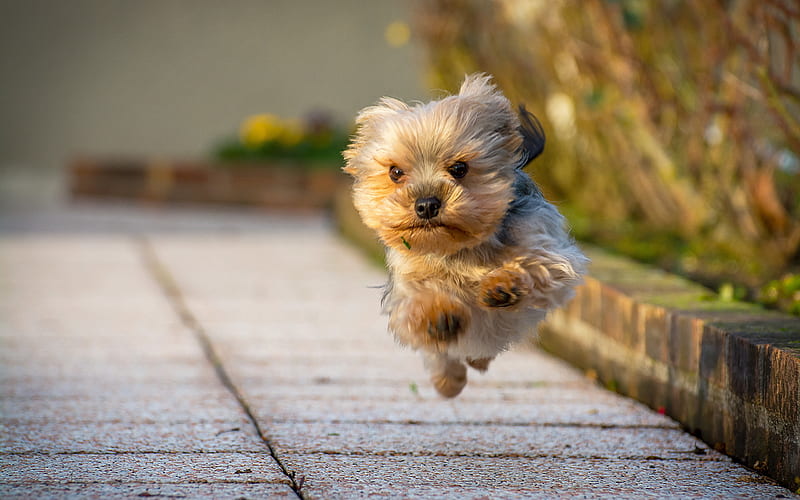 yorkshire terrier, running dog, funny dogs, cute animals, pets, dogs, HD wallpaper