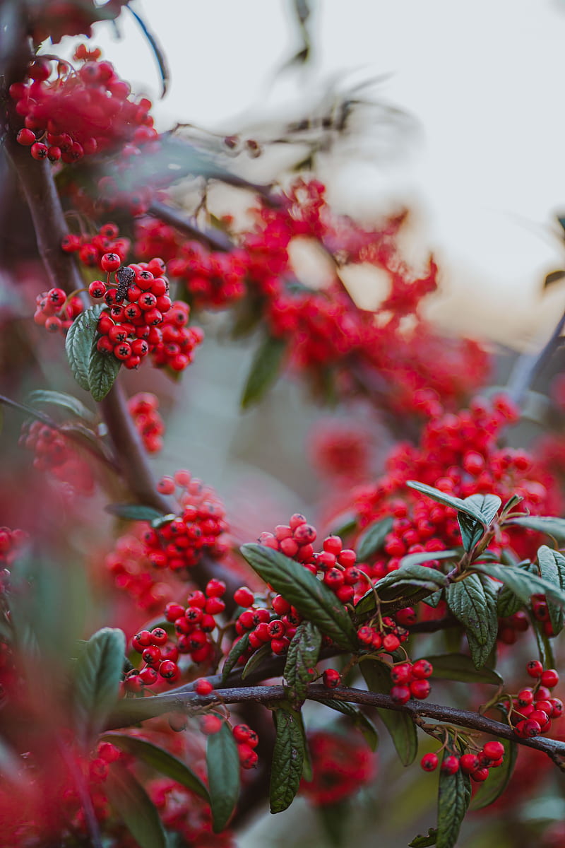 berries, red berries, branches, leaves, HD phone wallpaper