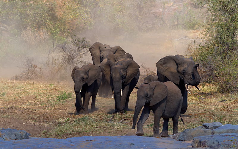 Elephants, Africa, wildlife, lake, elephants drink water, wild animals, elephant family, HD wallpaper