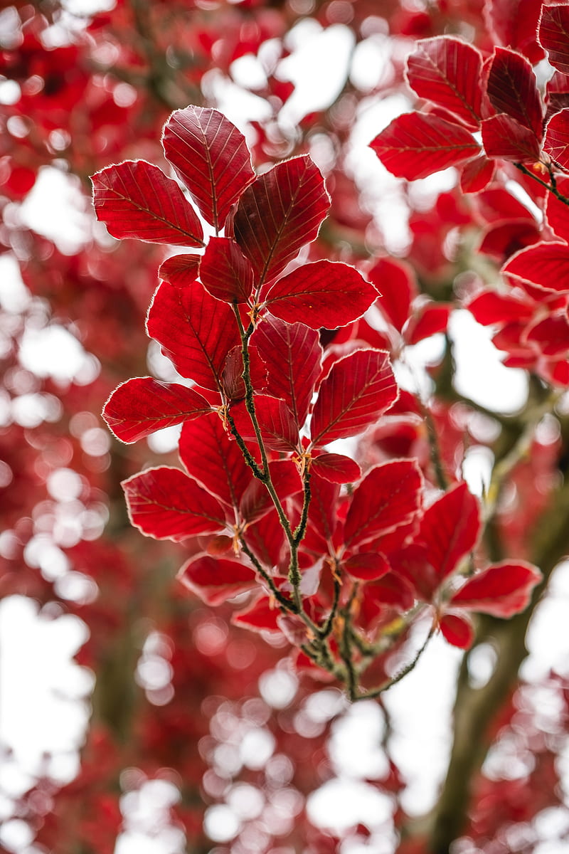 leaves, branch, autumn, red, HD phone wallpaper