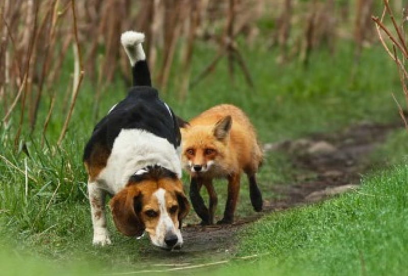 The worst hunting dog, funny, fox, hunting, dog, HD wallpaper