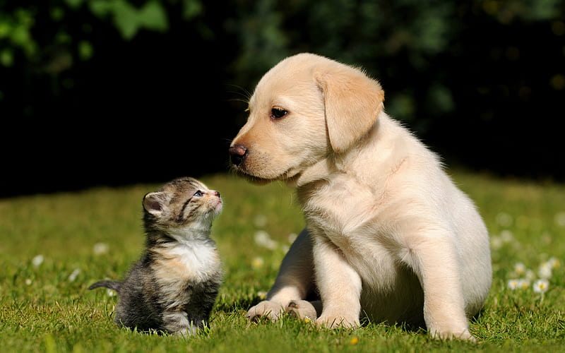 Friends, cat and dog, kitten and puppy, cute animals, HD wallpaper | Peakpx