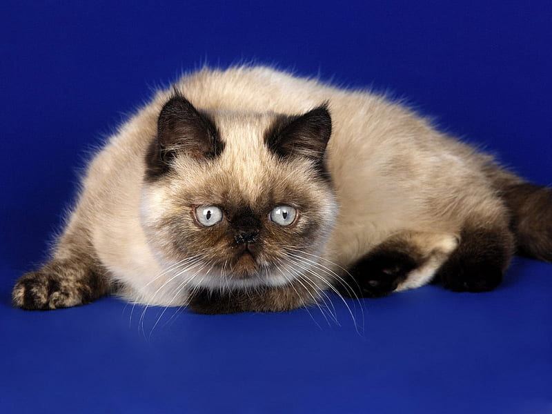 Persian himalayan cat, cute, persian, himalayan, cat, kitten, HD wallpaper