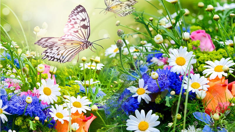 Bright Garden, daisies, colorful, wild flowers, butterfly, bright, flowers, garden, HD wallpaper