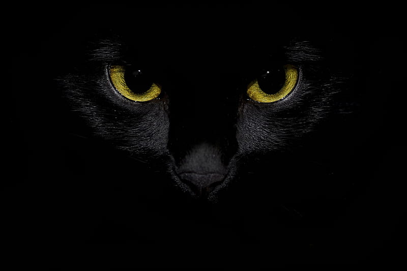 Cat eyes, black, yellow, cat, eyes, pisica, HD wallpaper