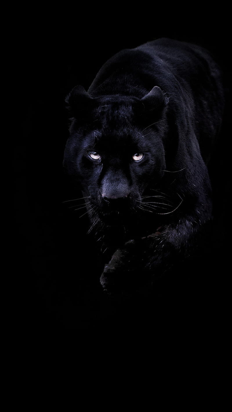 angry black panther wallpaper