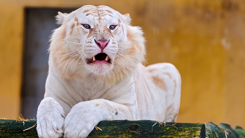 White tiger, zoo, predator, wildlife, tigers, HD wallpaper