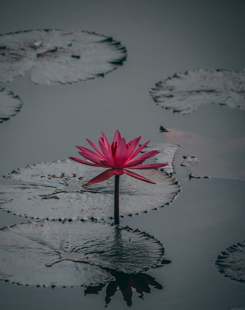 selective focus graphy of pink water lily flower on body of water, HD phone wallpaper