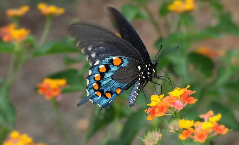 Butterfly, wings, orange, black, yellow, green, summer, flower, insect, blue, HD wallpaper