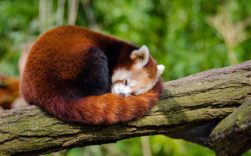 Red Panda sleeping panda, bears, wildlife, cute bear, pandas, Ailurus fulgens, HD wallpaper