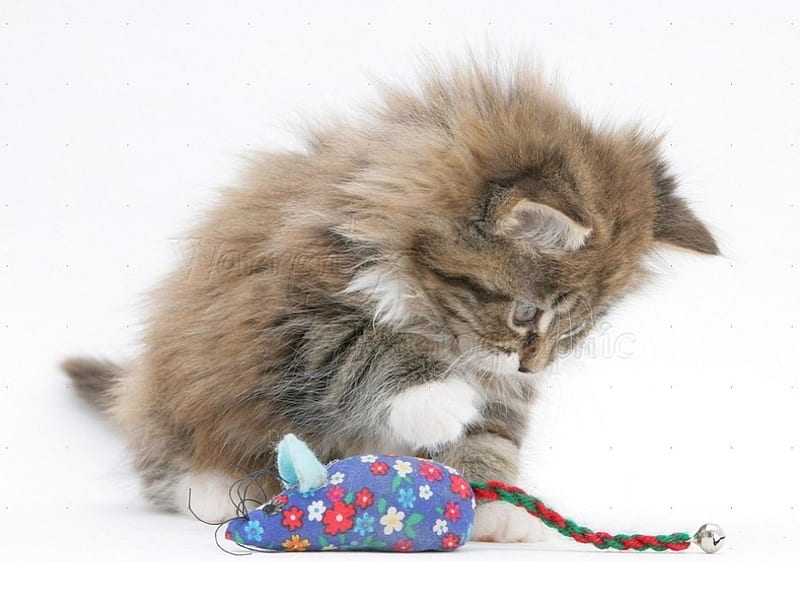 playing with a toy mouse, playing, toy mouse, kitten, cats, animals, HD wallpaper
