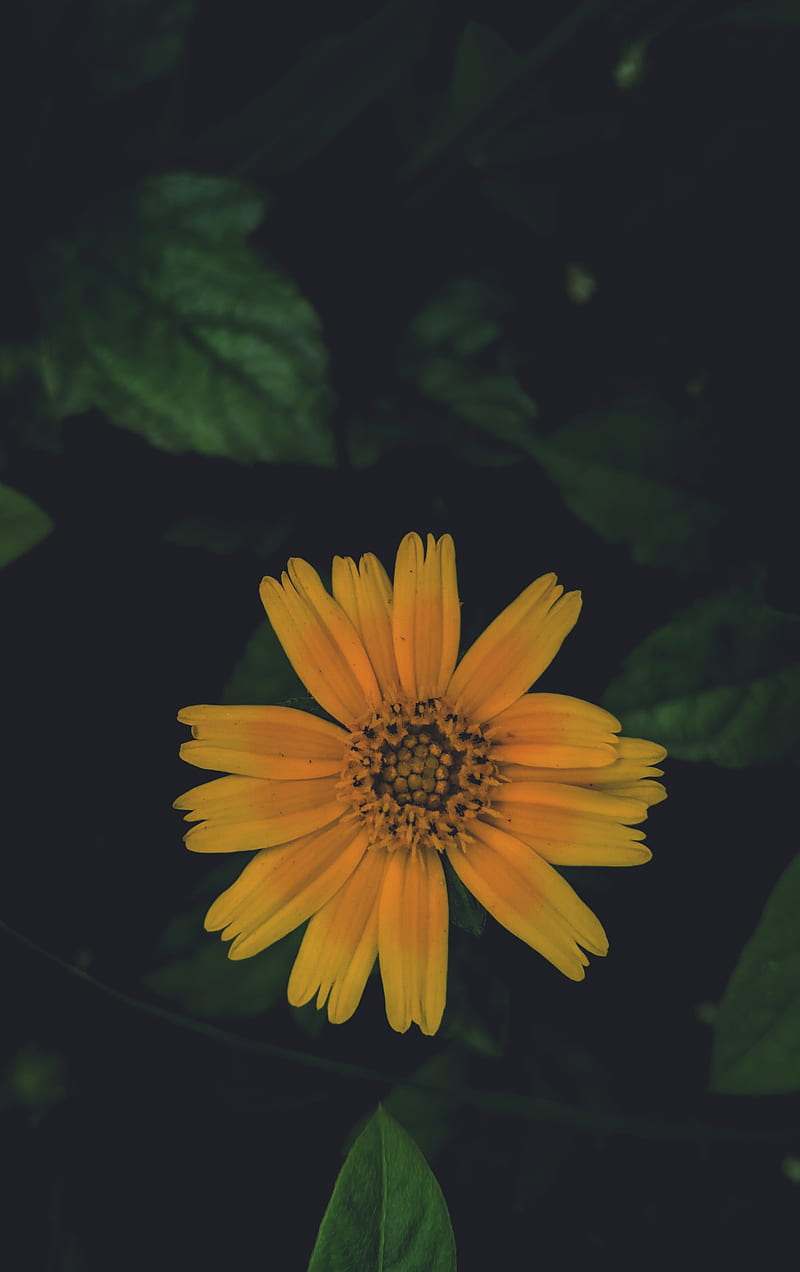 Flower, daisy, faded, flowers, green, phone, plus, yellow, HD phone wallpaper