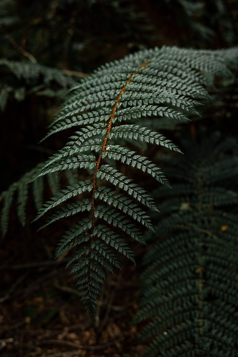 fern, leaf, bushes, dark, HD phone wallpaper