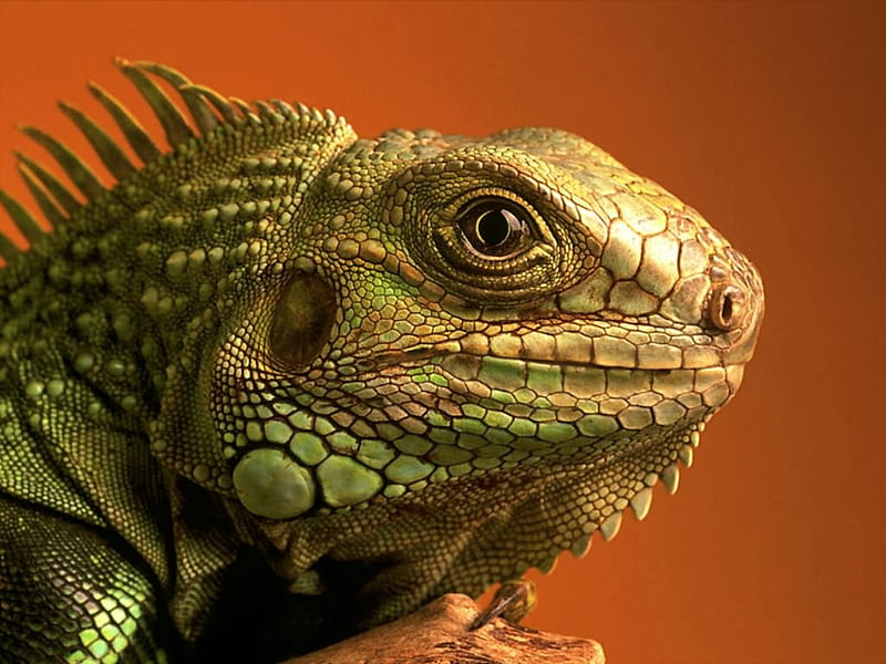 Iguana, lizard, green, scales, reptile, HD wallpaper