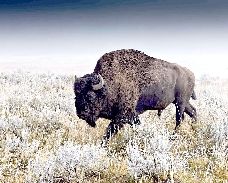 American bison, buffalo, american, bison animal, HD wallpaper