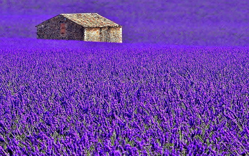 Lavender Field, Purple, Flowers, Meadow, House, HD wallpaper