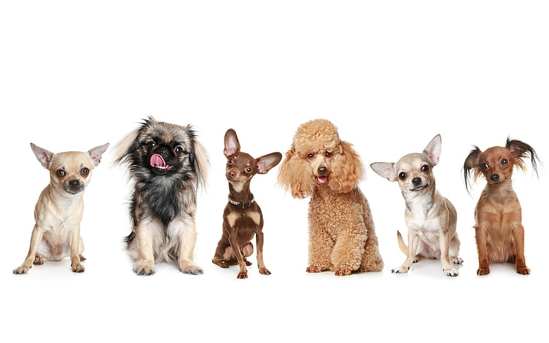 Poodle, Pinscher, Pekingese, Chihuahua, Toy Terrier, pets, dogs, cute animals, HD wallpaper