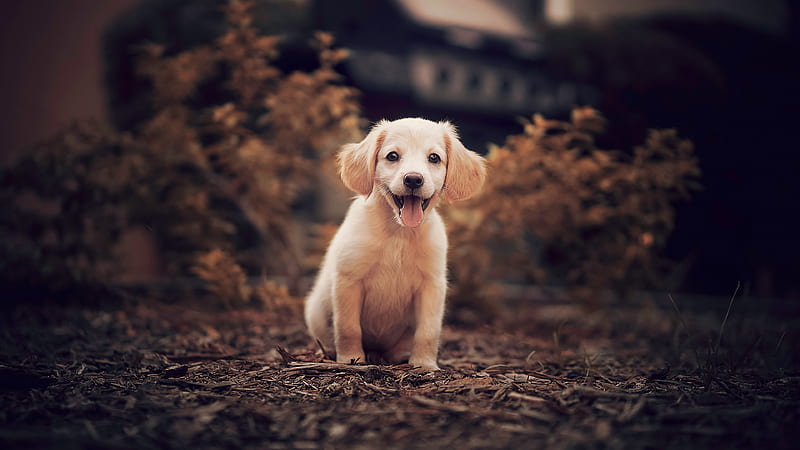 Baby Golden Retriever Dog With Tongue Out Is Sitting In Blur Background Dog, HD wallpaper