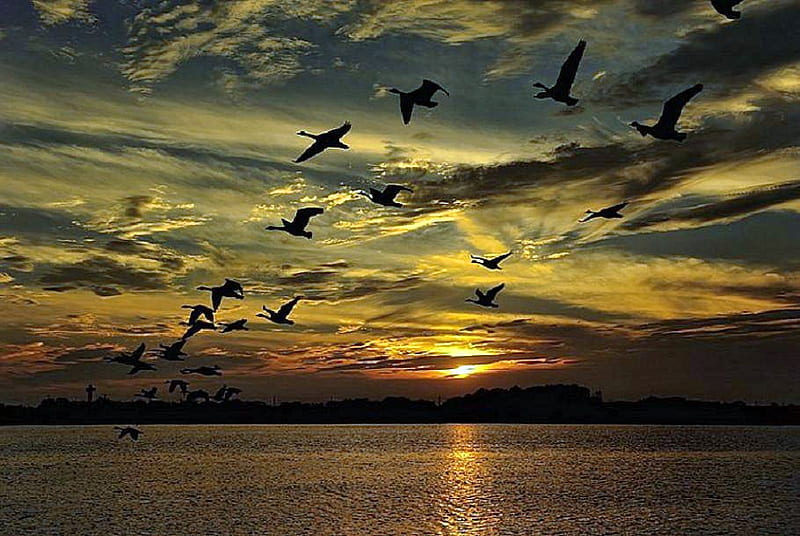 Wings in the evening sky, migration, flight, dusk, sunset, clouds, geese, water, gold and blue, evening, reflections, HD wallpaper
