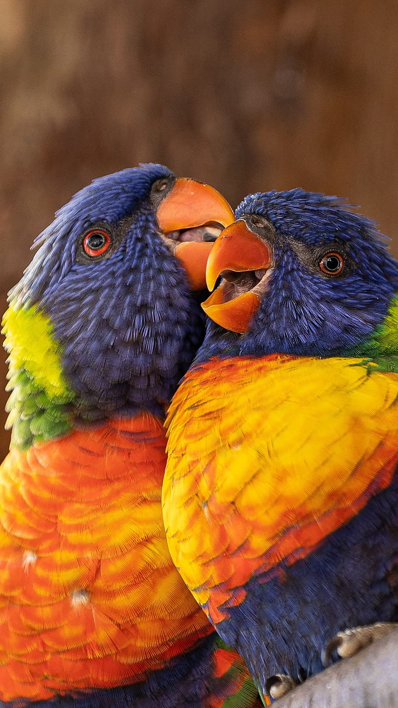 Rainbow , rainbow lorikeet, birds, parrot, love birds, love, romantic, close up, HD phone wallpaper