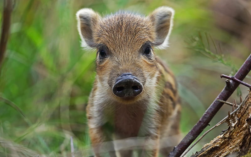 Wild Boar Piglet, forest, boar, piglet, animal, wild, HD wallpaper