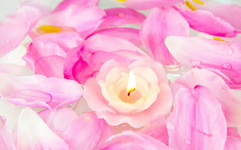 Pink petals, candle, flowers, petals, pink, HD wallpaper | Peakpx