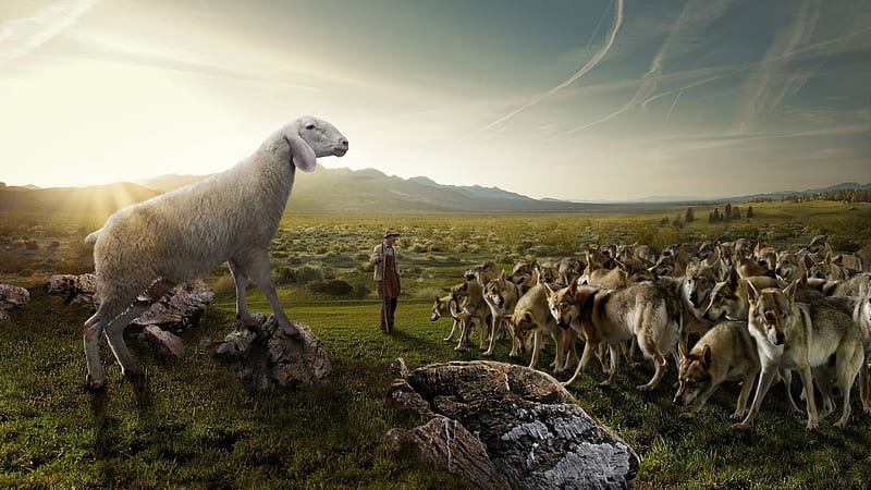 :D, caine, wolf, funny, creative, dog, situation, animal, man, sheep, fantasy, HD wallpaper