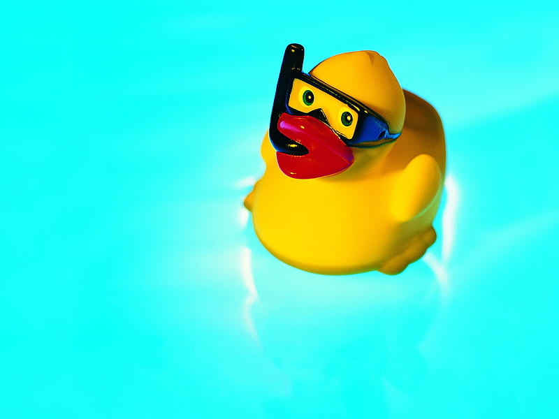 ducks swimming pool - Summer Still Life graphy logo, HD wallpaper