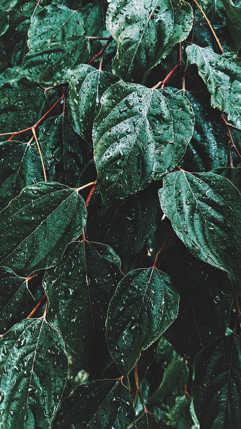 leaves, drops, macro, rain, green, HD phone wallpaper