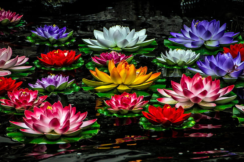 Lotuses, red, colorful, lotus, yellow, lake, water, green, summer, flower, white, blue, HD wallpaper