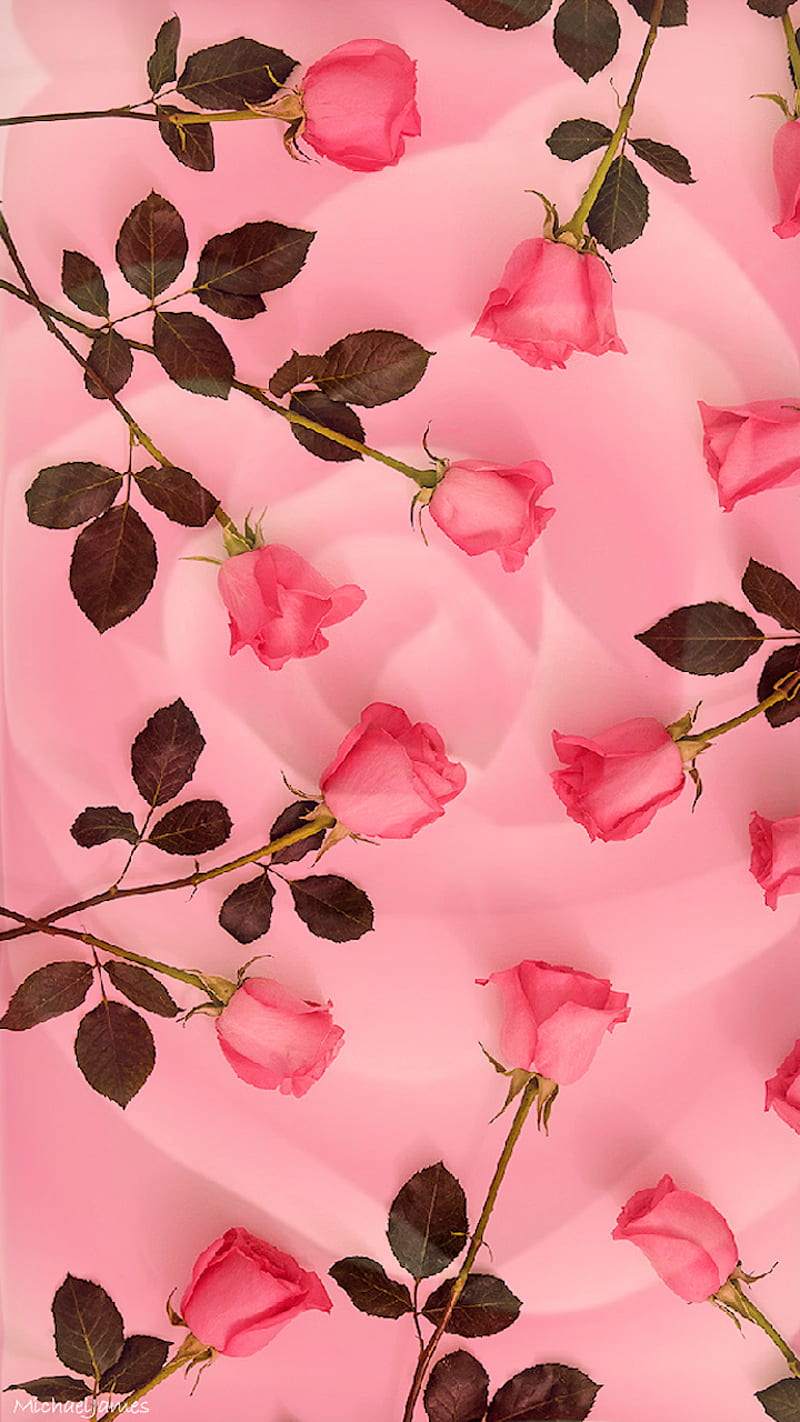 Pink On Pink, love, rose, roses, HD phone wallpaper | Peakpx