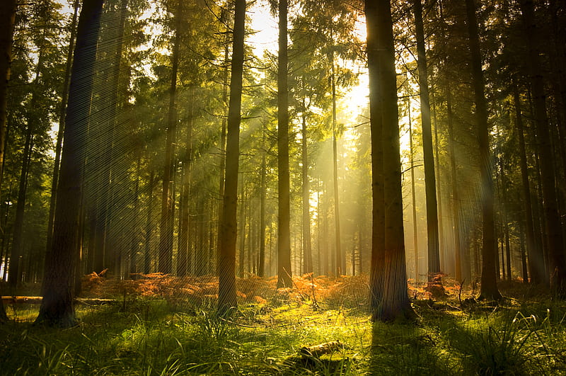 Forest, sun, grass, bonito, sunset, trees, tree, nice, cool, pine, rays ...