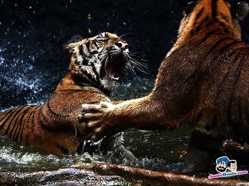 Tiger Fight, tigers, fight, mean, wild, HD wallpaper