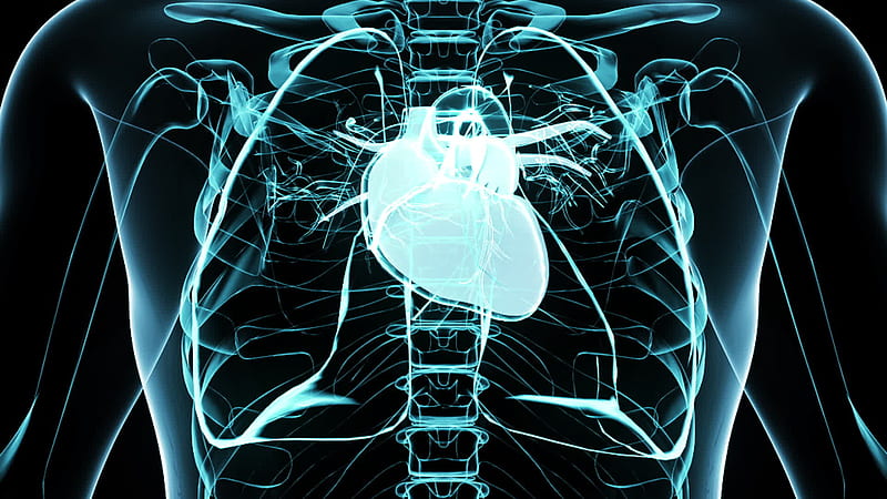 3D Transparent Human Heart for Medical Research 2613885 Stock Video at  Vecteezy, HD wallpaper | Peakpx