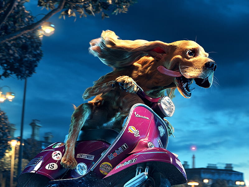 Ridiiing, funny, petr vykoukal, bike, pink, blue, dog, motorcycle, wind, caine, fantasy, HD wallpaper