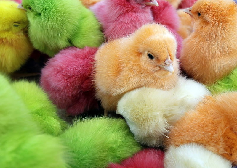 Colorful chicks, colorful, chicken, orange, easter, spring, rainbow, cute, green, bird, chicks, pink, HD wallpaper