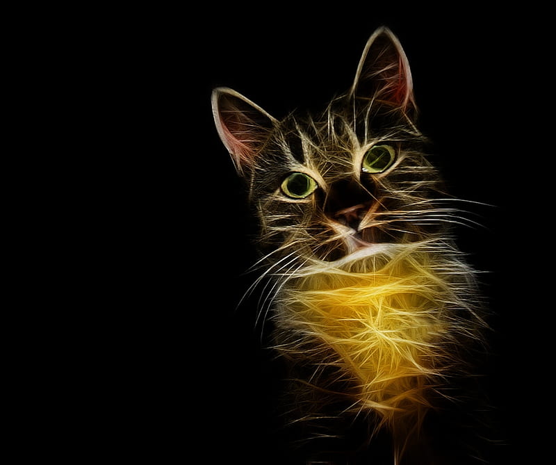 abstract cat background