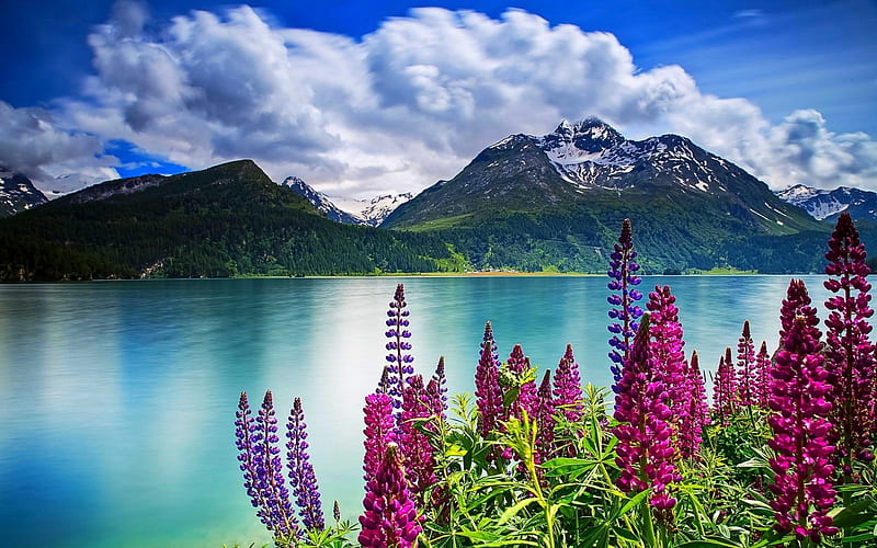 Beautiful Mountain Flowers Lake Flowers Clouds Lupine Hd Wallpaper